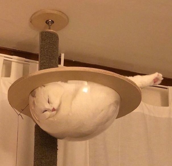 30 Hilarious Reasons Why Every Cat Owner Should Get A Glass Table