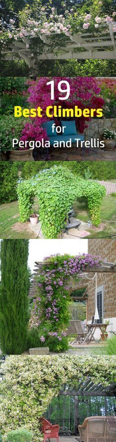 Checkout 19 best pergola plants for your garden. These climbing plants for pergo…