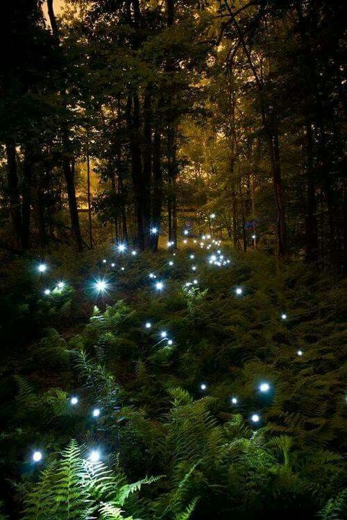 Fireflies. I've never seen them for real. The climate where I live is wrong.