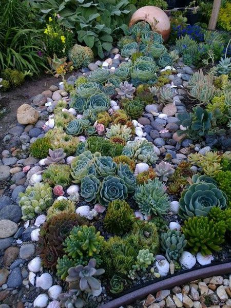 HOME DZINE Garden Ideas |  Create a Succulent Garden