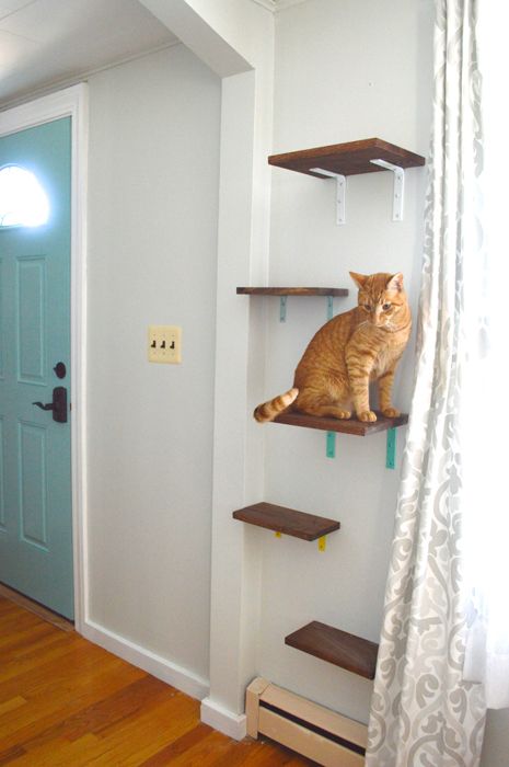 Cat Shelves (yes, you read that right | Cat wall shelves, Diy cat .